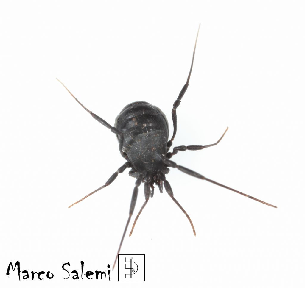 Nemastomatidae:  Nemastoma sp., femmina